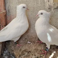 کبوتر سفید اراکی