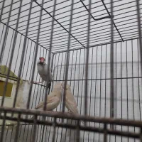 فنچ نرگسی شکلاتی با جوجه