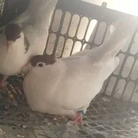 کفتر یا کبوتر
