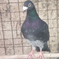 کفترقلدر. سهره . طوطی‌سانان. تغذیه