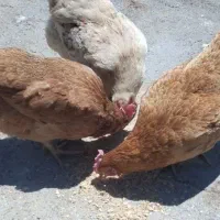 مرغ وخروس فروش فوری