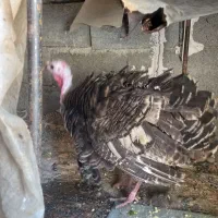 جوجه کوردی با بوقلمون