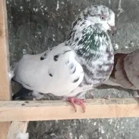 کبوتر