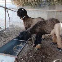 فروش ۲ رس بره قوچی