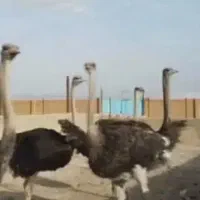گوشت شترمرغ تازه و مستقیم از مزرعه