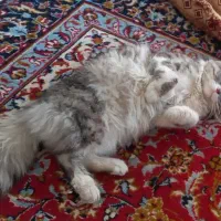 گربه نر|گربه|ارومیه, |دیوار