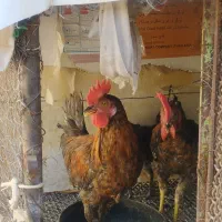 مزرعه
