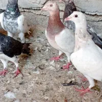 ۴۰عدد کبوتر مخلوط