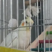 جفت عروس هلندی