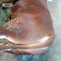 گاونر گوشتی لیموزین