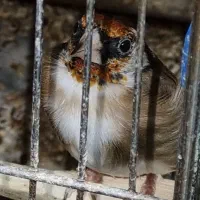 سهره|پرنده|اراک, |دیوار