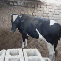 گوساله نر