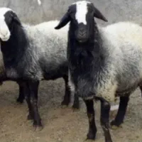 عرضه گوسفند ارگانیک با پلاک سلامت