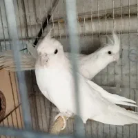 دوجفت عروس البینو