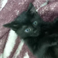 گربه