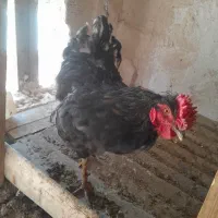 خروس