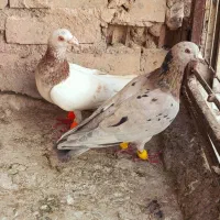 سارکلاغ سیاه سرخ دم سفید
