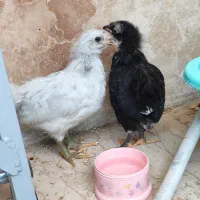 مرغ و خروس