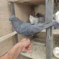 فروشی سرول
