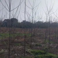 زمین مسکونی