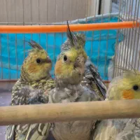 جوجه عروس هلندی