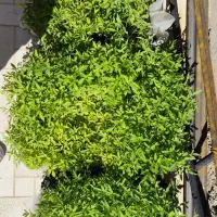 نشاع گوجه