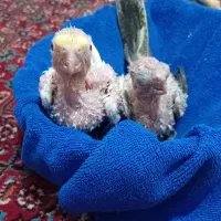 جوجه عروس هلندی سرلاکی