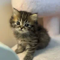 بچه گربه بازیگوش