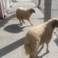 قصابی جلیلیان عرضه گوشت با کالابرگ