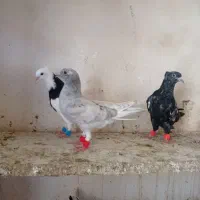 فروش جوجه