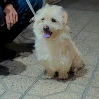 سگ شیتزو|سگ|مشهد, وحید|دیوار