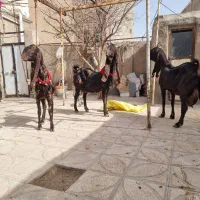 ۳عددشاه بز۳قلووارداتی