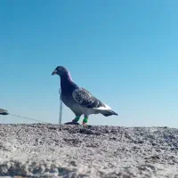 کفتر آلمانی
