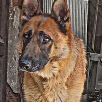 سگ ژرمن شپرد اصیل