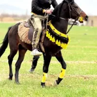 اسب نریان کرد