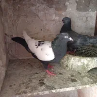 کفتر سینه سیاه