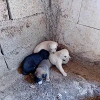 توله سگ مینیاتوری