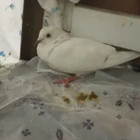 ر تا کفتر جفت
