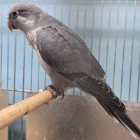 راهب کواکر کبالت بنفش