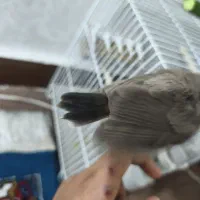 قناری بزرگ و دستی