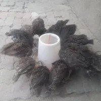 جوجه‌بوقلمون
