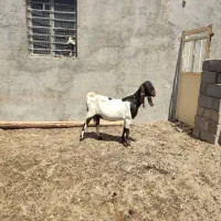 ۷عدد بز درجه یک ونر بز ابستن