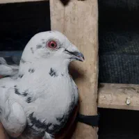 چنتا نر بپر کفتر زاهدان قیمت مفت