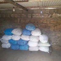 فروش گندم دهدشت