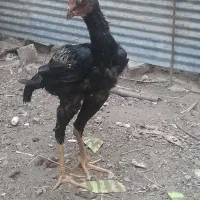 جوجه خروس ۶ ماهه دانگ بالا