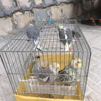 طوطی|پرنده|ایلام, |دیوار