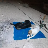سگ نگهبان