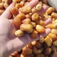 خرما زاهدی طلایی تازه امسال