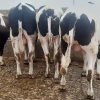 گوساله نرچاق|حیوانات مزرعه|قزوین, |دیوار