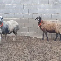 جفت میش افشار،بره بز